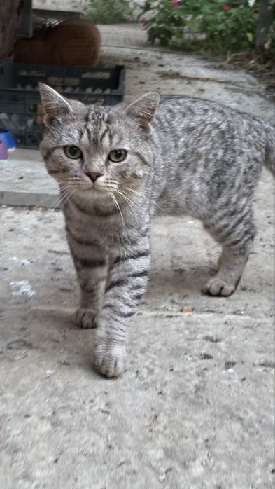Кот в поисках семьи