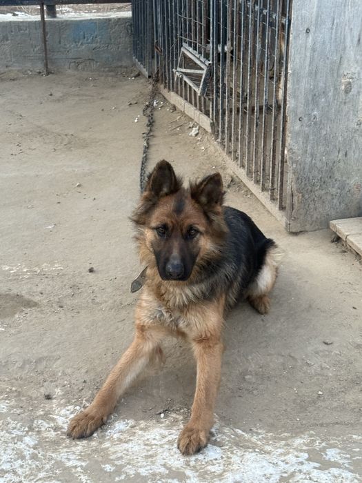 Овчарка,девочка,2-3года