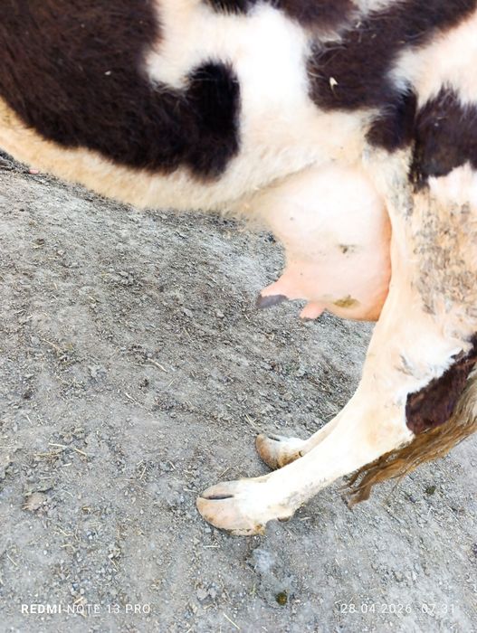 Сүтті сиыр сатылады