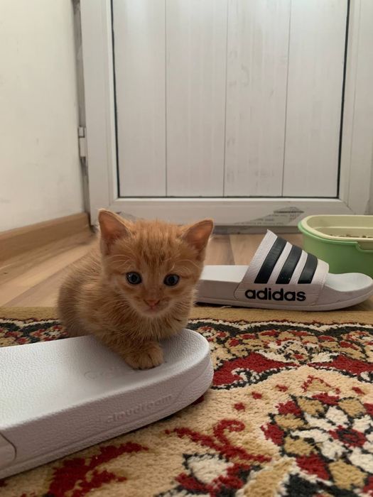 Британские котята