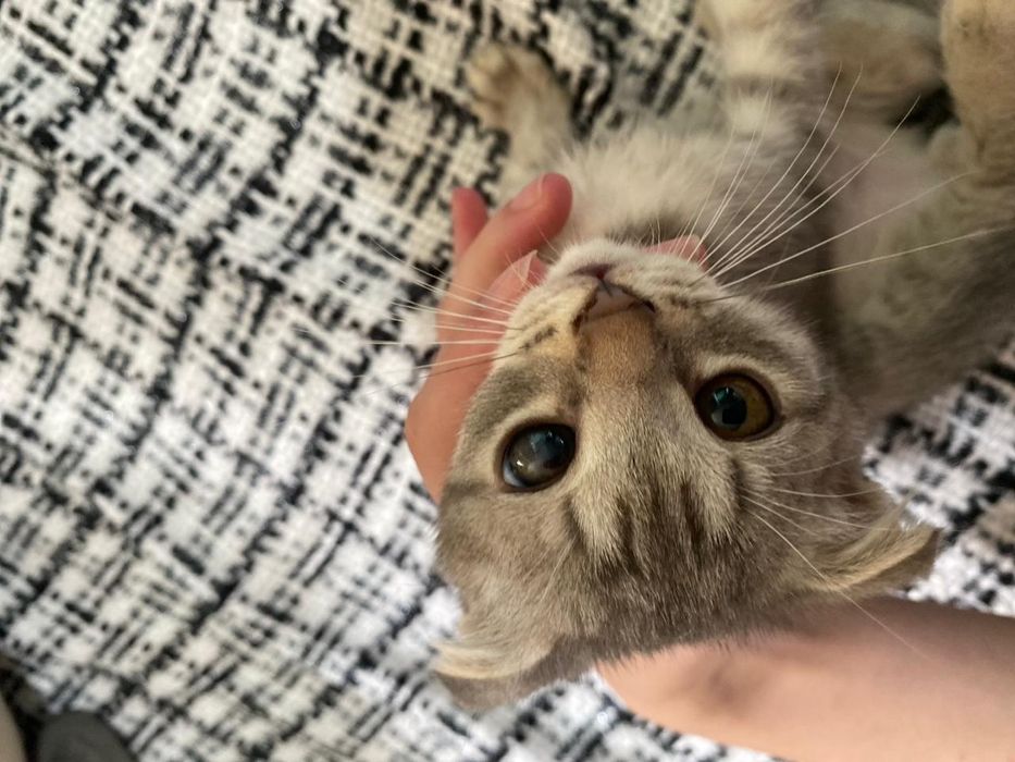 Шотландский котёнок, 2,5 месяца