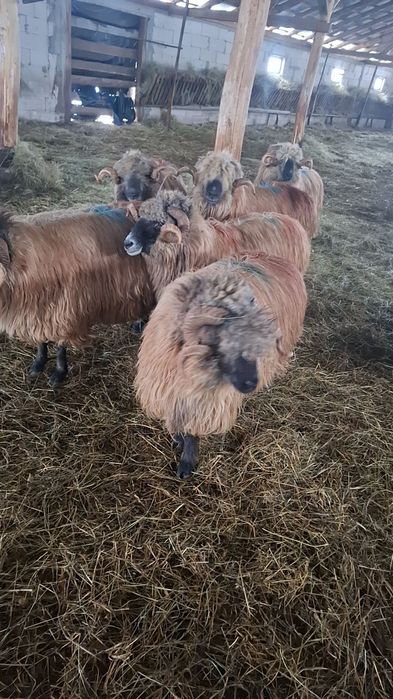 Vând berbeci bucalai