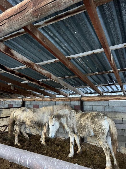 Бие 1.900тг саудасы болады