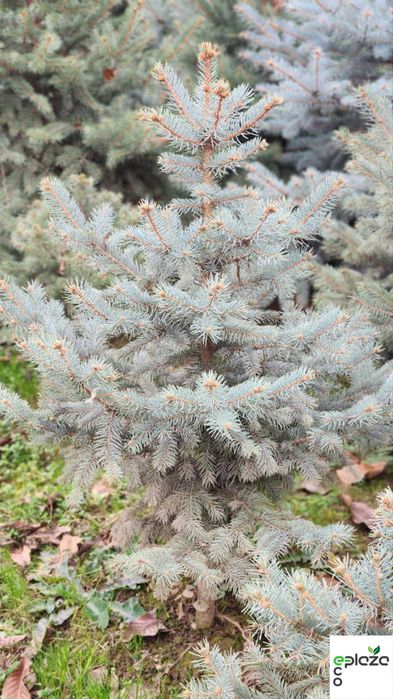 Привезена прямо из природы! Голубая ель Picea Pungens Glauca арча ел