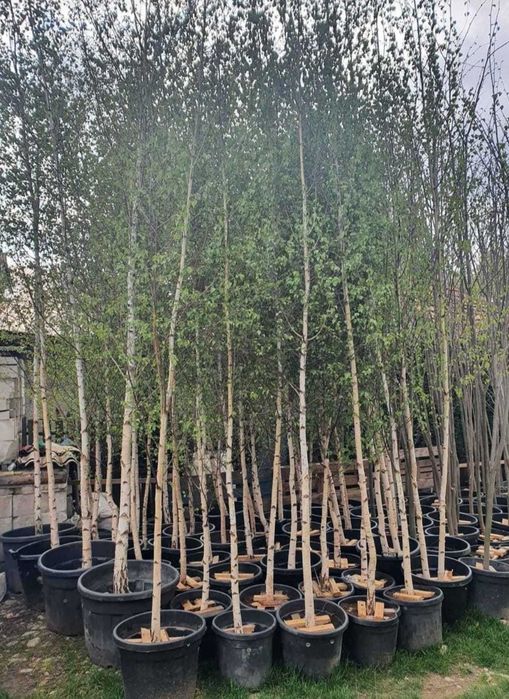 Ofertă Mesteacăn Ornamental – Preț Avantajos, Arbori Mari