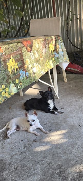 Donez catelusa Chihuahua
