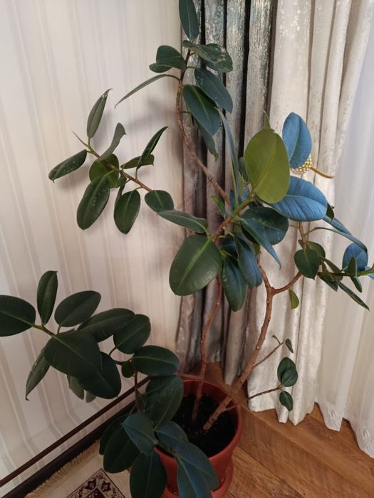 Разные комнатные ( большие) цветы