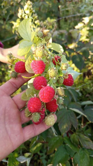 Малина Полонез Полана ва  оригинал сорт