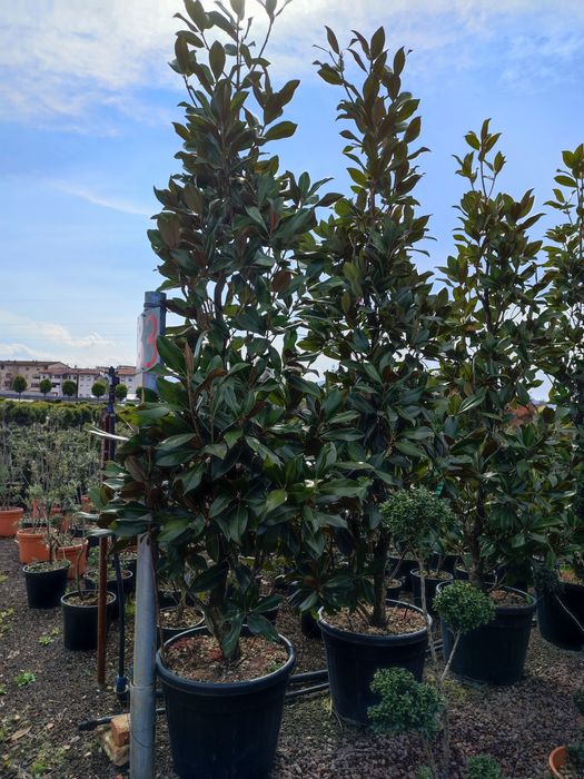 Magnolia Galbenă, Grandiflora, Palmieri