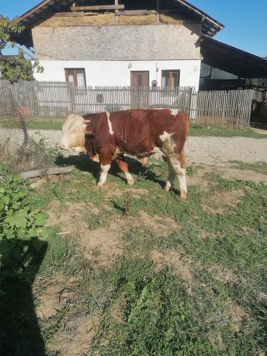 Vând taur junc rasa balanță românească pur