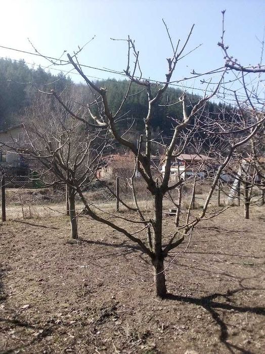 Подрязване на овощни дървета