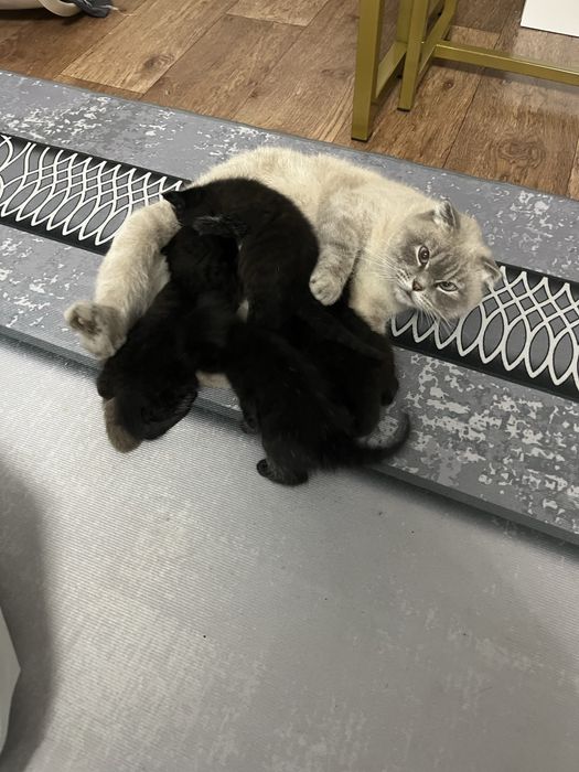 Милые котята!!! Им еще только месяц,