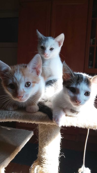 donatie pisici crescute in casa