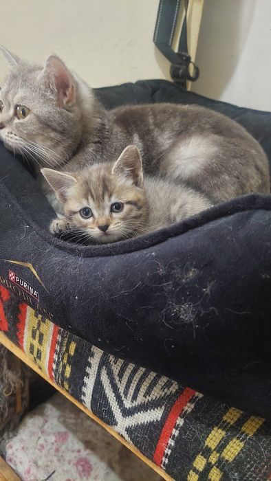 Котята британцы г.Шымкент район Казбакалейторг