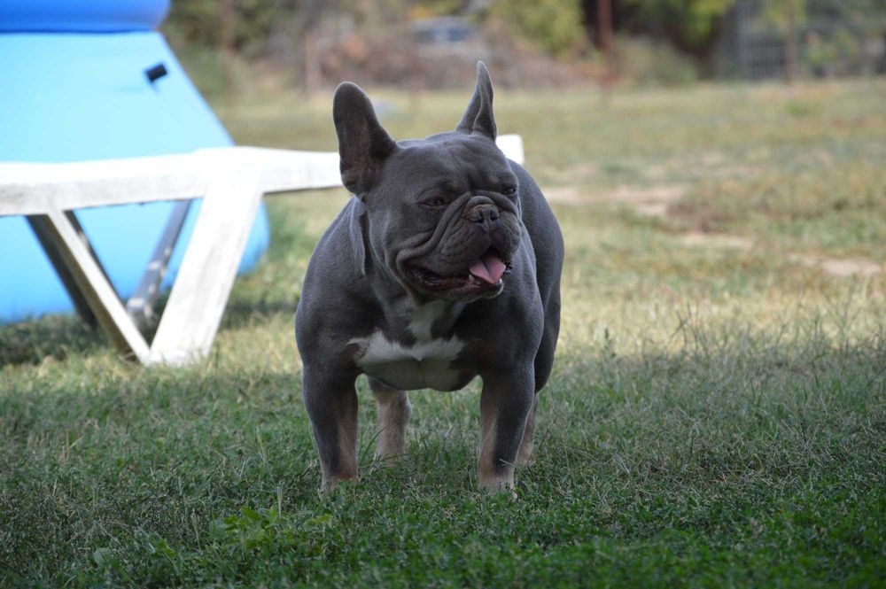 Френски булдог син уникат