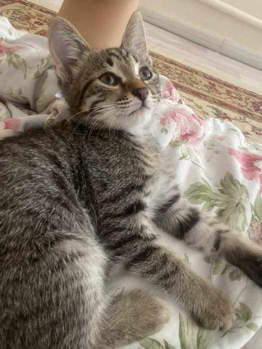 Отдам котенка в хорошие руки
