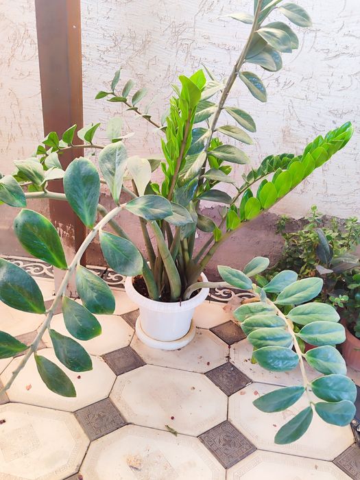 Домашние цветы  ухоженные