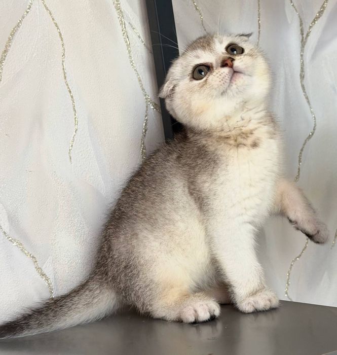 Скотш фолд. Мальчик 3 месяц