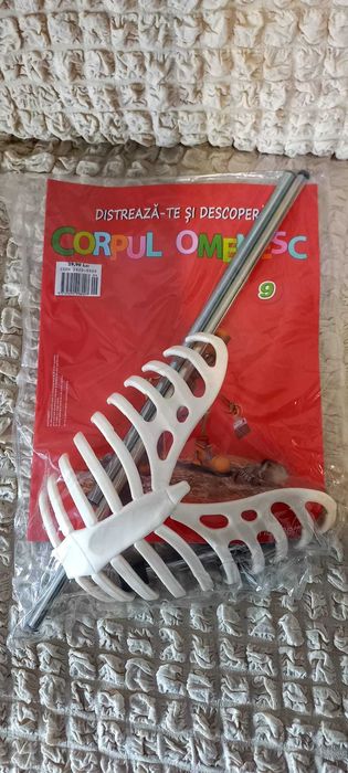 distreazate si descopera corpul omenesc construind un schelet