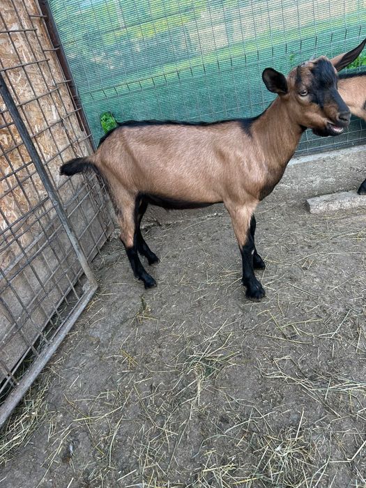 Iedute si tapi rasa alpin francez