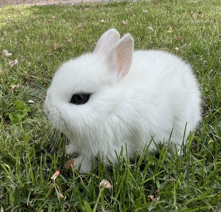 Карлик куен гермелин ва хатот евро оргинал парода