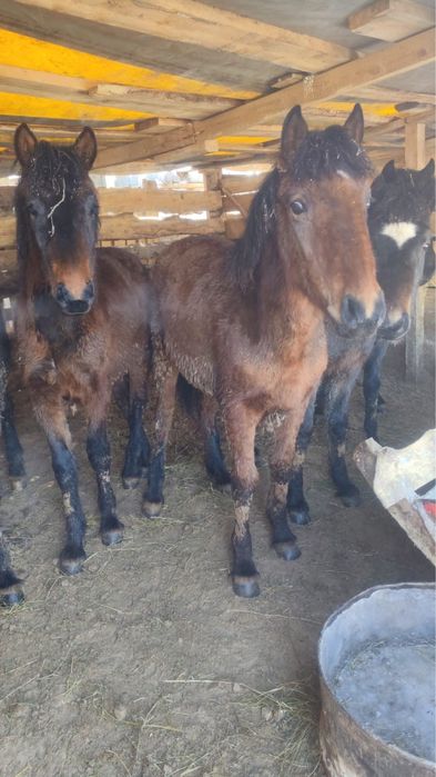 Продам жабагы откормленные