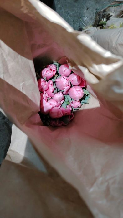 Тюльпаны оптом | Сезон 2026