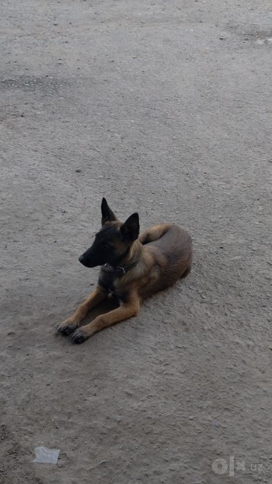 Malinua belgiya afcharkasi sotiladi