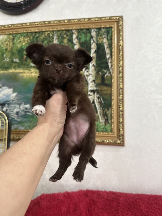 Шоколадные малыши чихуахуа