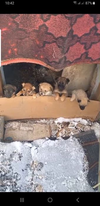 Щенки в добрые руки