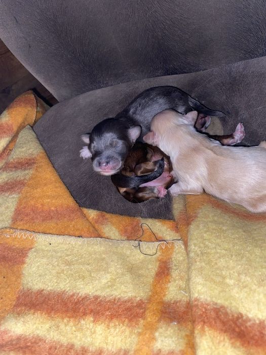 Отдам 3 щенят (мама двортерьер, папа той терьер)