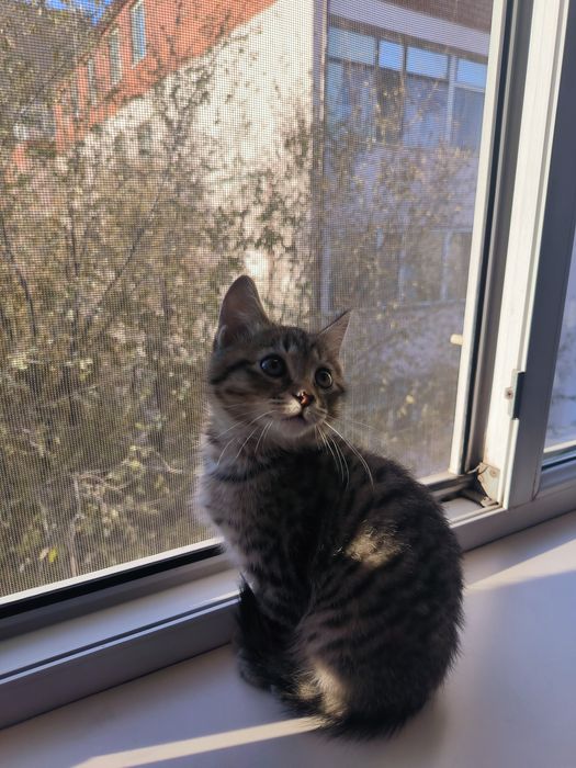 Кошка окрас табби