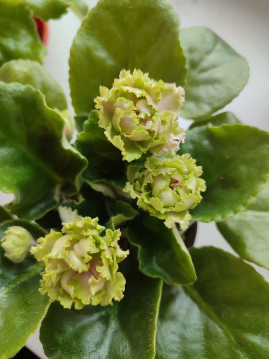 Фиалка сенполия 2000