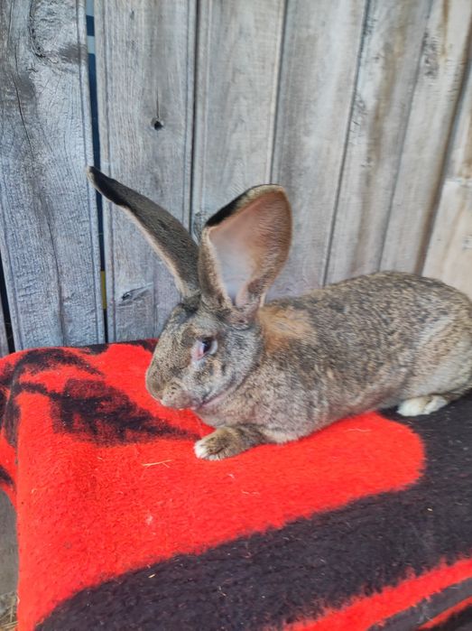 Uriaș german tineret și adulți