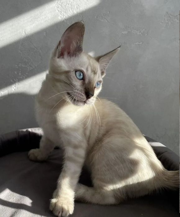 Бенгальские котята