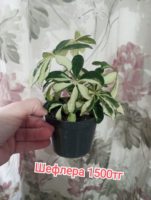 Комнатные растения(малыши)