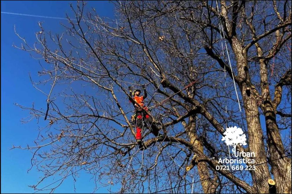 Toaletare Copaci Tăiere Arbori Defrișare Copaci Periculoși Gard Viu