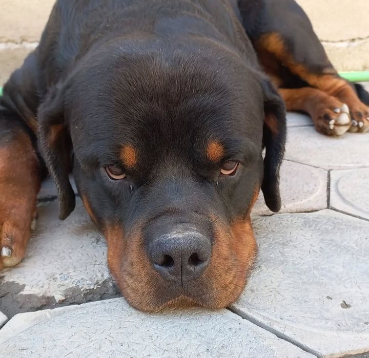 Щенок ротвейлера