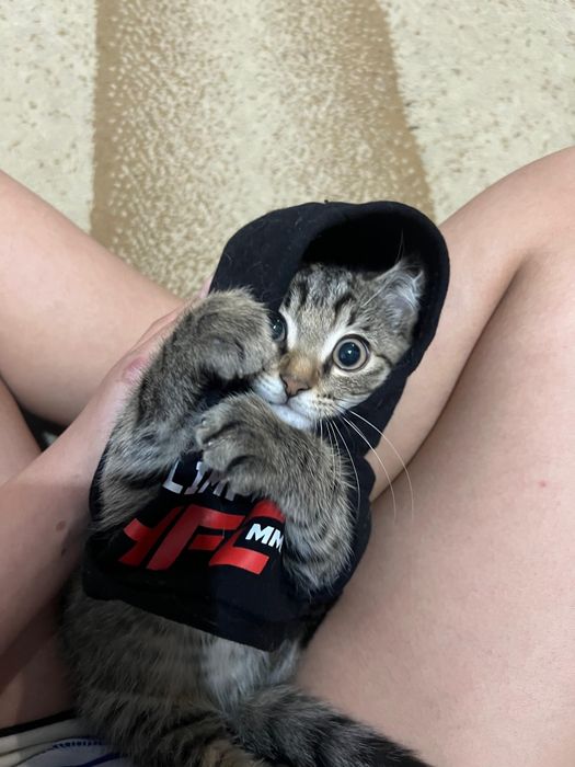 Ищем коту хозяина