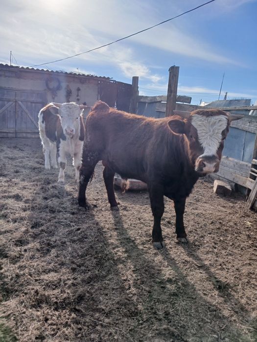 Продам бычков Майский район