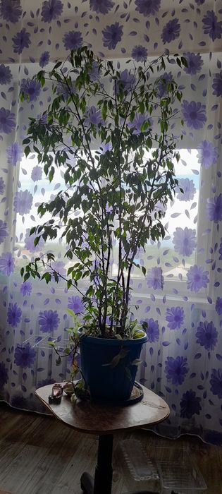 Цветы доя дома или офиса