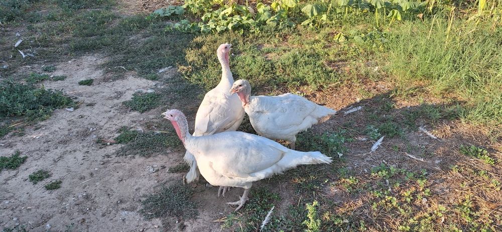 Vând curci albe de la cârcea de anul acesta cu greutatea de 10-12kg