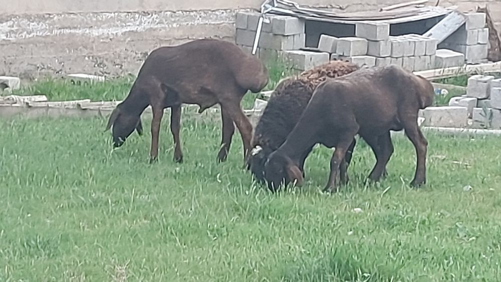 Қозылы қой,буаз қой қошқарымен сатылады