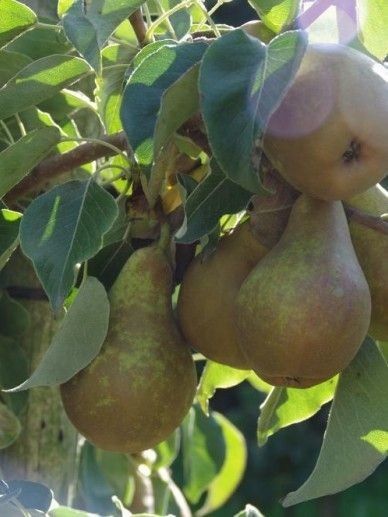 Pomi Fructiferi Pitici Dwarf (Păr ) LA GHIVECI