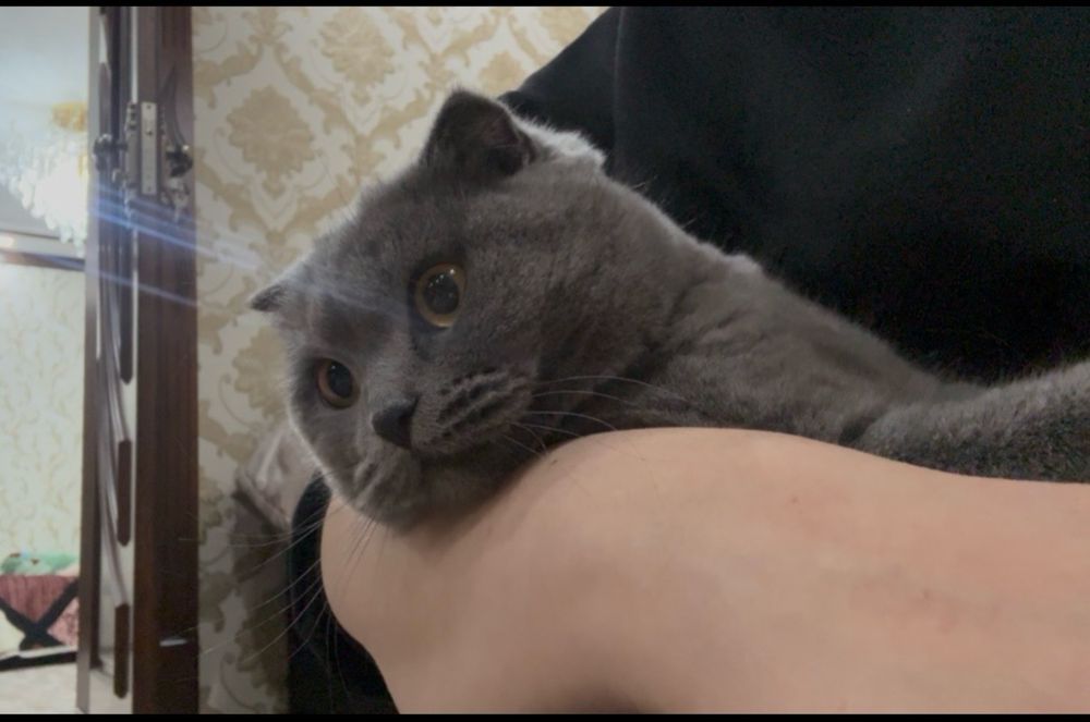 Продается кошка 1год 5 мес ей имья «Маша»