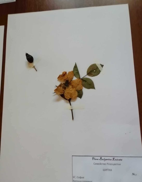 Хербарии ученици 1-7клас