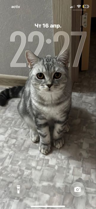 продам шотландского кота