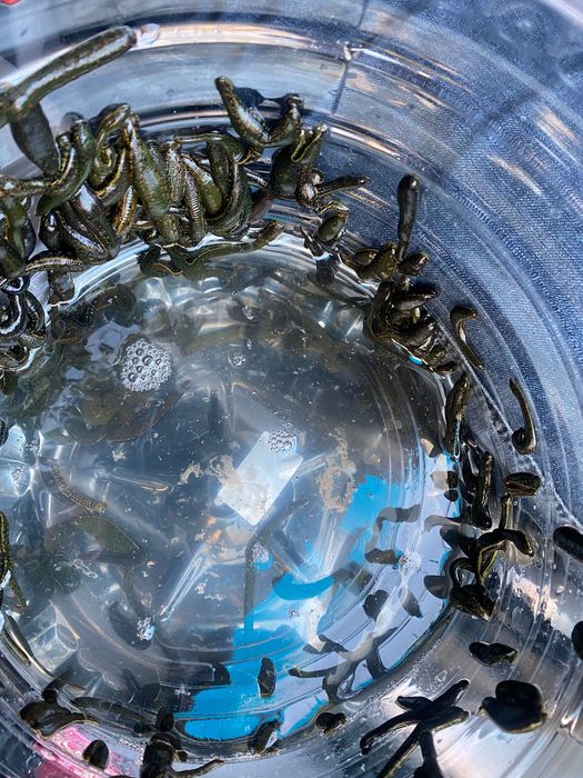 свежие    пиявки