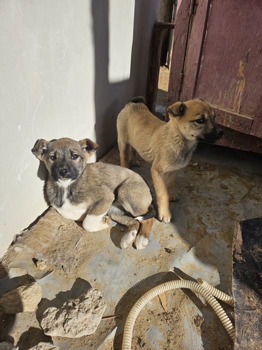 Кушиклер ди бесплатно берип жиберемиз