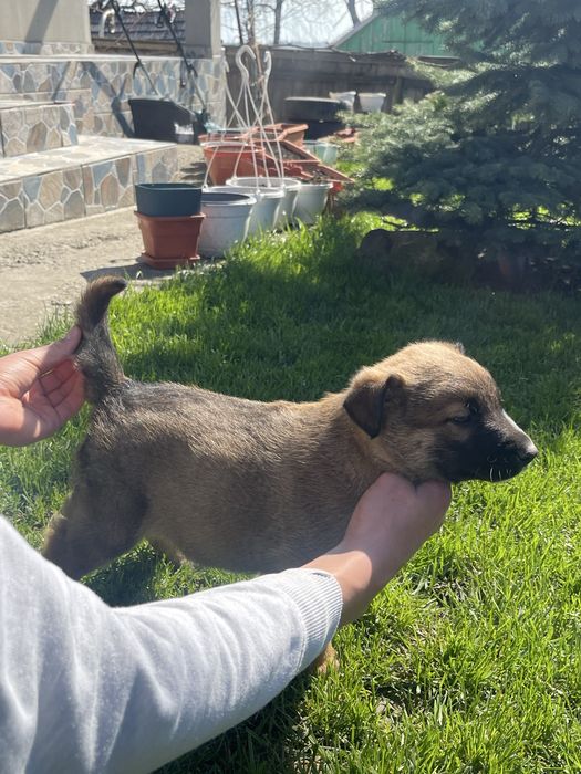 Pui lup belgian (malinois)